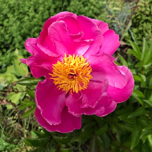 Meet your Posher, Stephanie - Picture 1 of 1